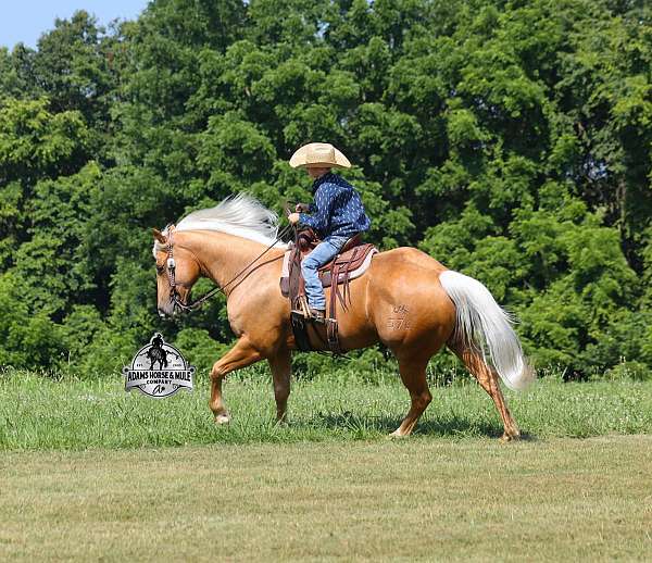 family-horse-quarter