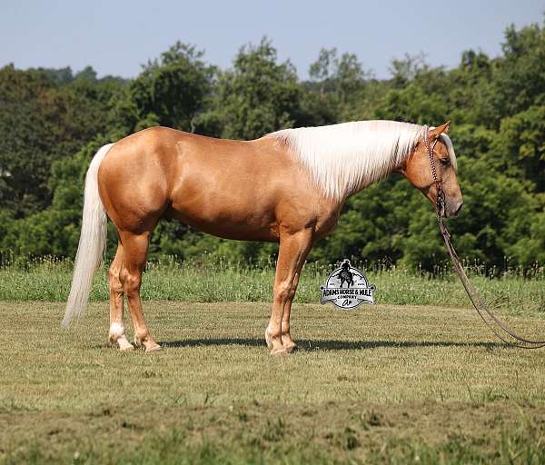 ropes-quarter-horse