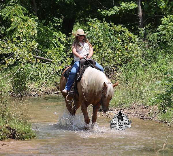 family-safe-quarter-horse