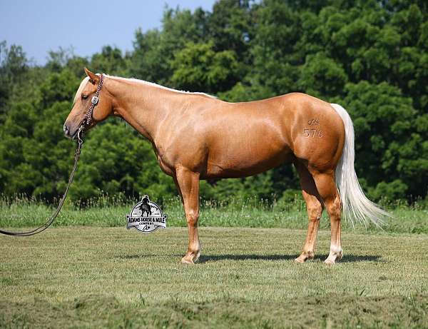 golden-palomino-quarter-horse