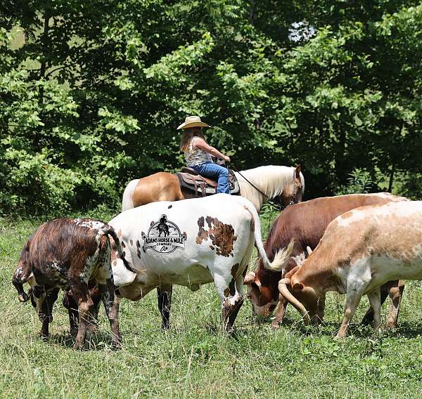 all-around-quarter-horse
