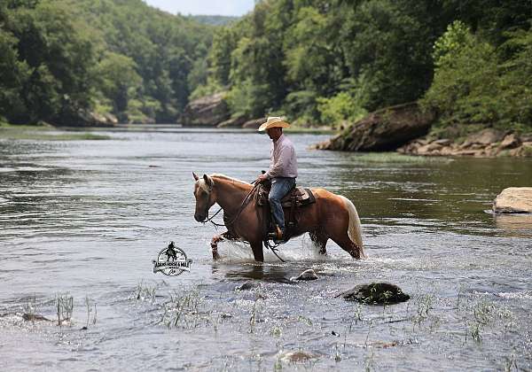 beginner-quarter-horse