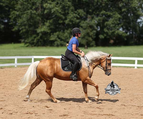 experienced-quarter-horse
