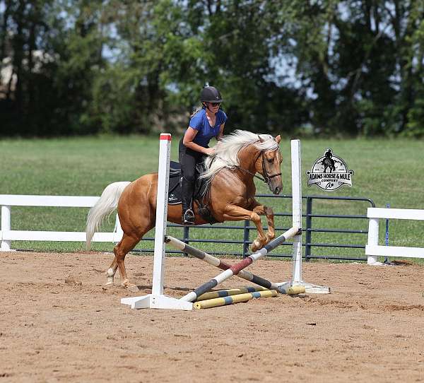 flashy-quarter-horse