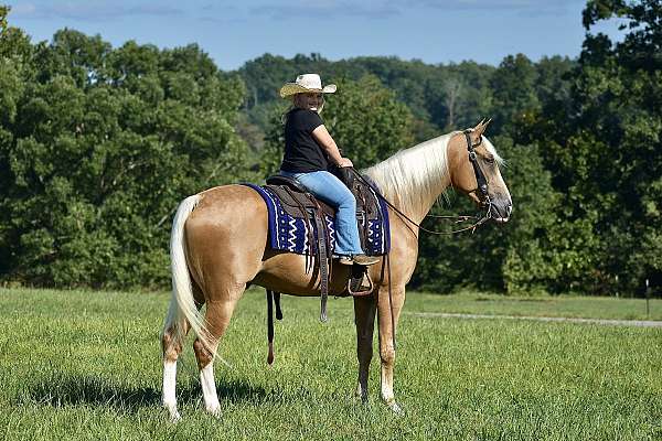 ridde-tennessee-walking-horse
