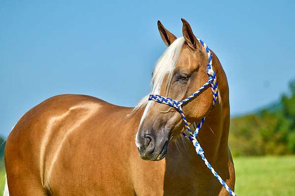 western-dressage-horse-gelding