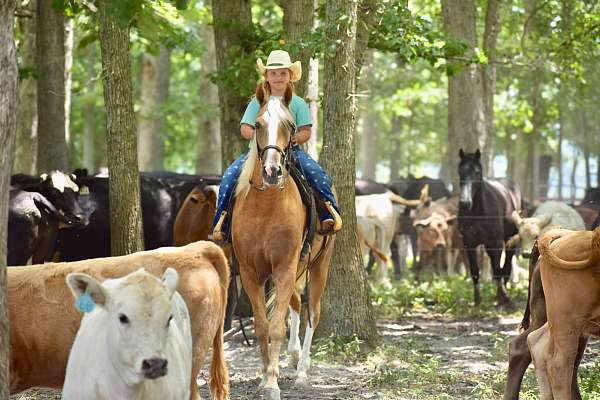 kid-friendly-horse-gelding