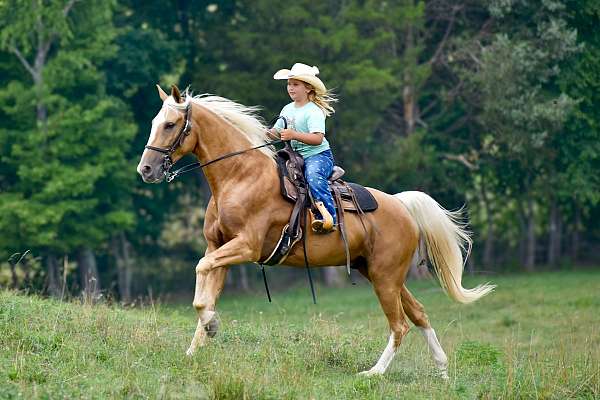 traffic-safe-horse-gelding