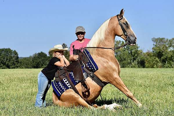 smooth-gaited-horse-gelding