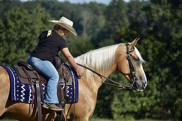 trail-horse-tennessee-walking