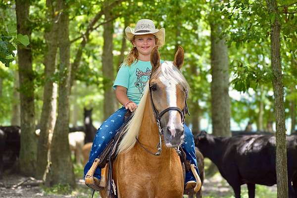 family-horse-tennessee-walking