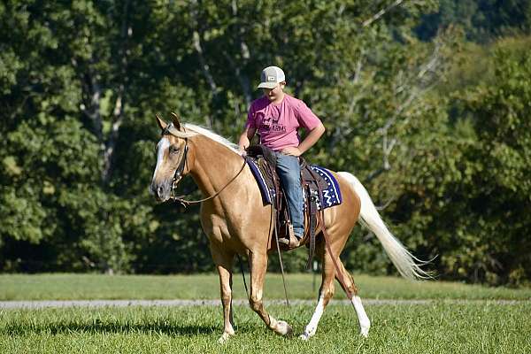twhbea-tennessee-walking-horse