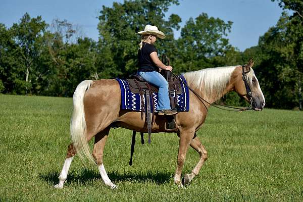 gaited-horse-tennessee-walking