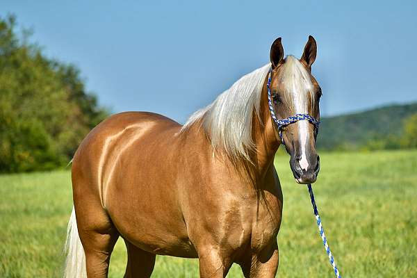 gentle-horse-tennessee-walking