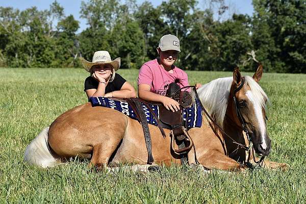 my-horse-connection-tennessee-walking