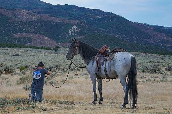 ran-rocky-mountain-horse