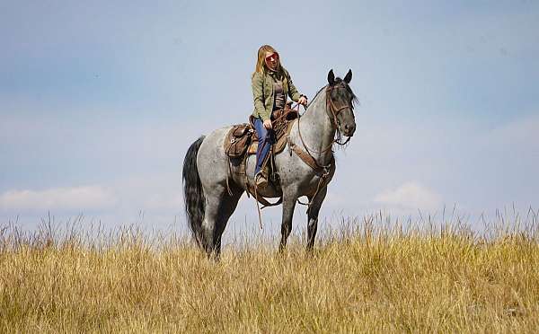 trail-horse-rocky-mountain