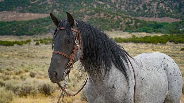 family-horse-rocky-mountain