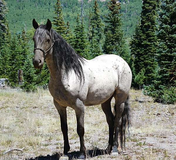 gaited-horse-rocky-mountain