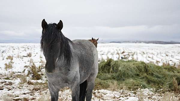 gentle-horse-rocky-mountain