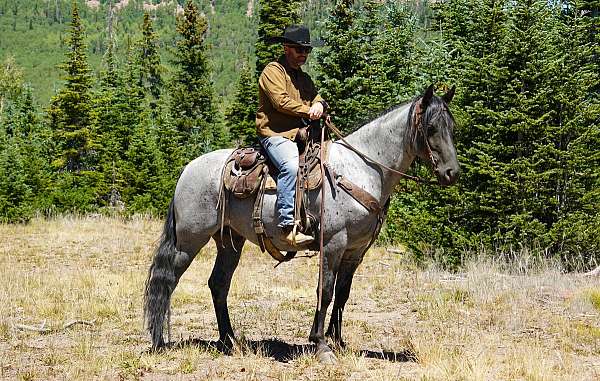 my-horse-connection-rocky-mountain