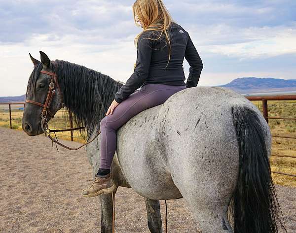 gun-safe-horse-rocky-mountain