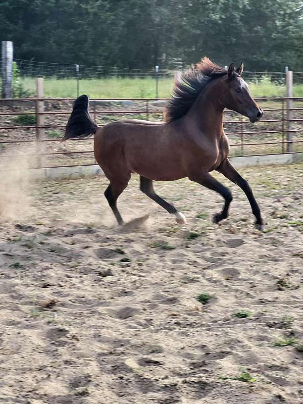 star-sock-horse