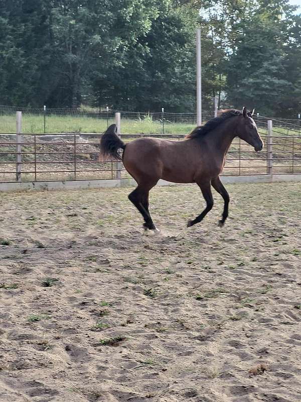appointment-arabian-horse