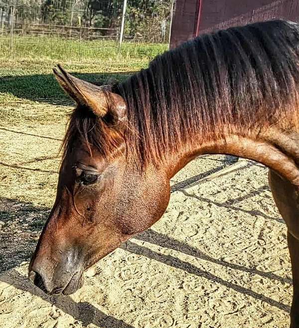 patron-arabian-horse