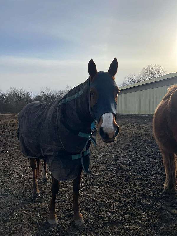 quarter-horse-gelding