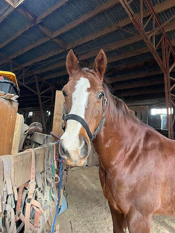 quarter-horse-for-sale