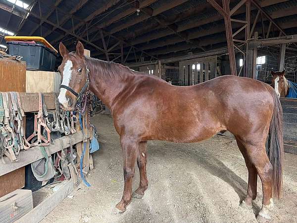 quarter-horse