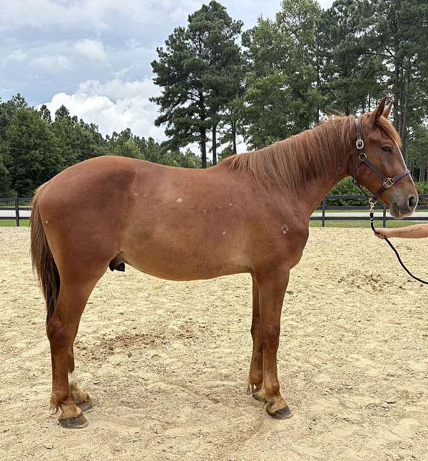 sorrel-draft-gelding