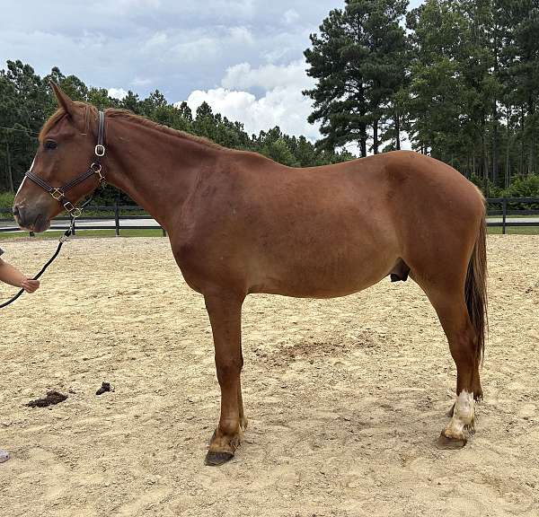 sorrel-gelding-for-sale