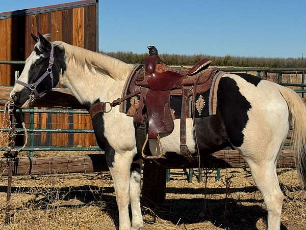 all-around-paint-horse