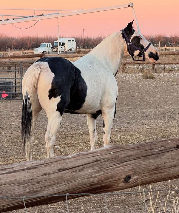 western-dressag-paint-horse