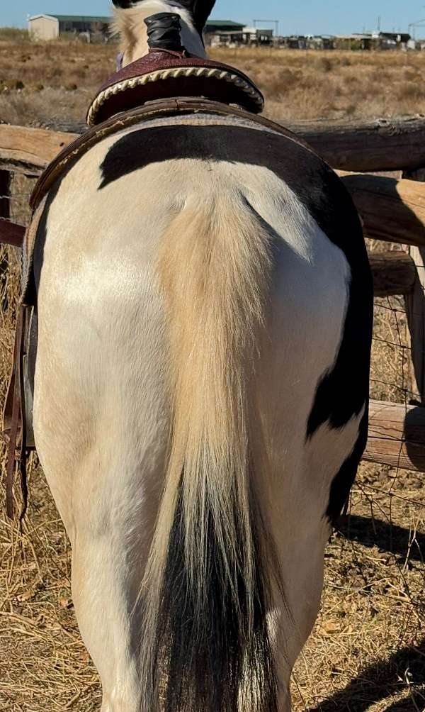 easy-going-trail-paint-horse