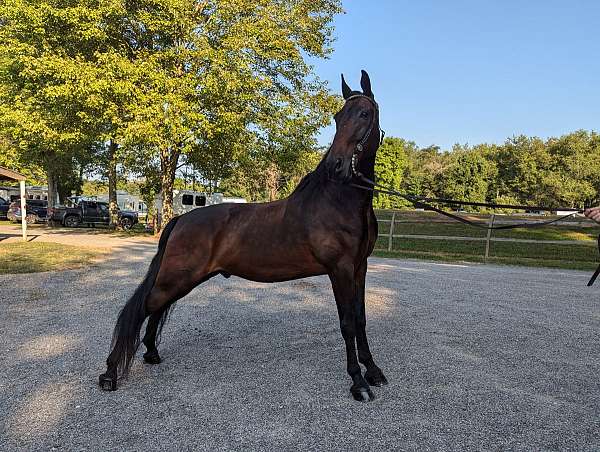 bow-tennessee-walking-horse