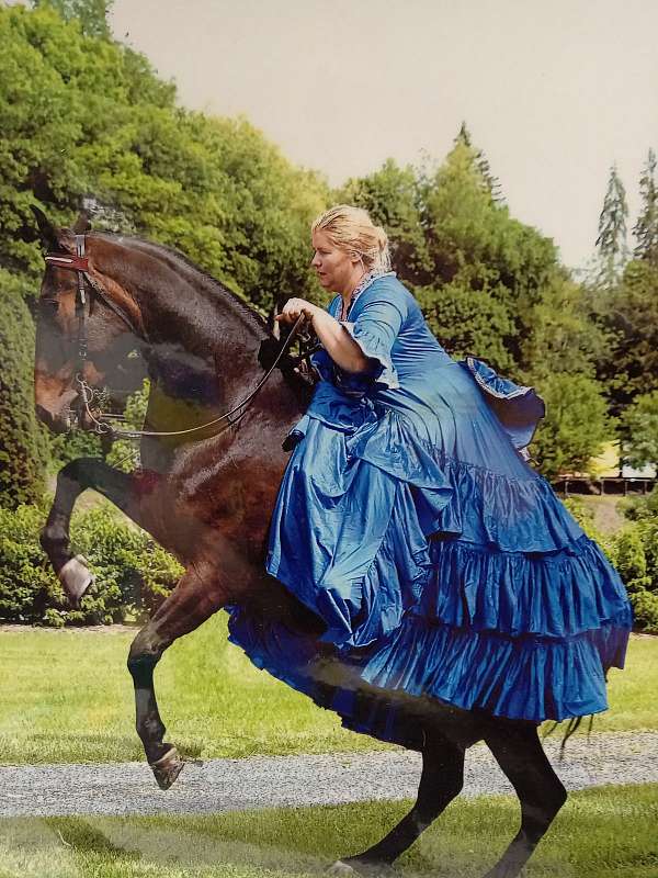 spanish-walk-tennessee-walking-horse