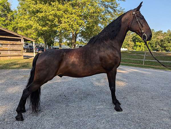 all-tennessee-walking-horse