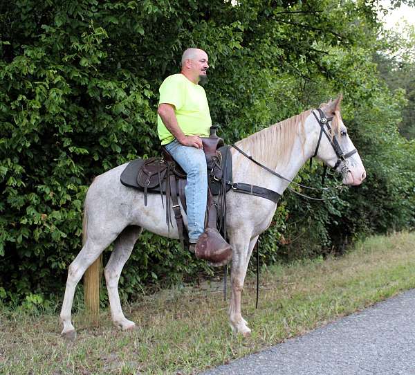 horse-for-sael-mare