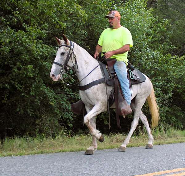 gelding-for-sale-mare