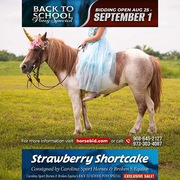 all-around-pony