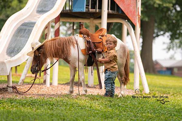 beginner-pony