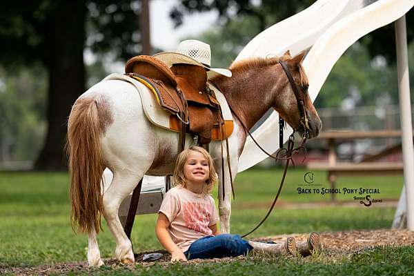 driving-pony