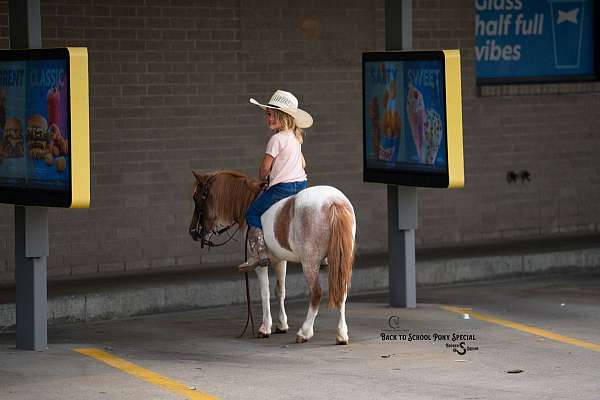 trail-pony