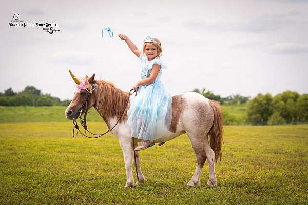 pinto-all-around-pony