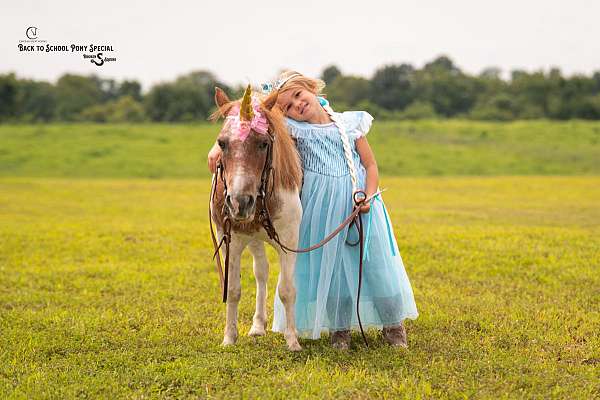 pinto-pony-mare