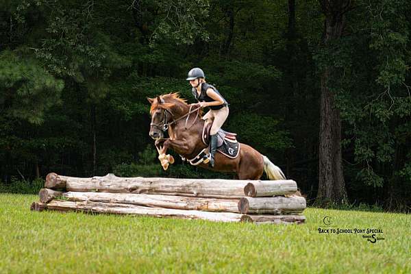 beginner-quarter-pony