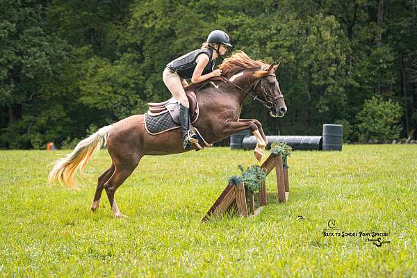 athletic-quarter-pony